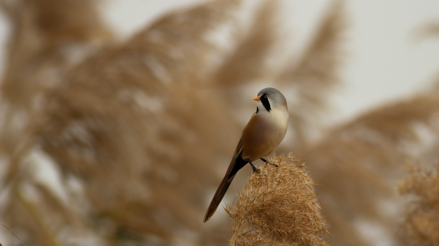 Bearded Reedling